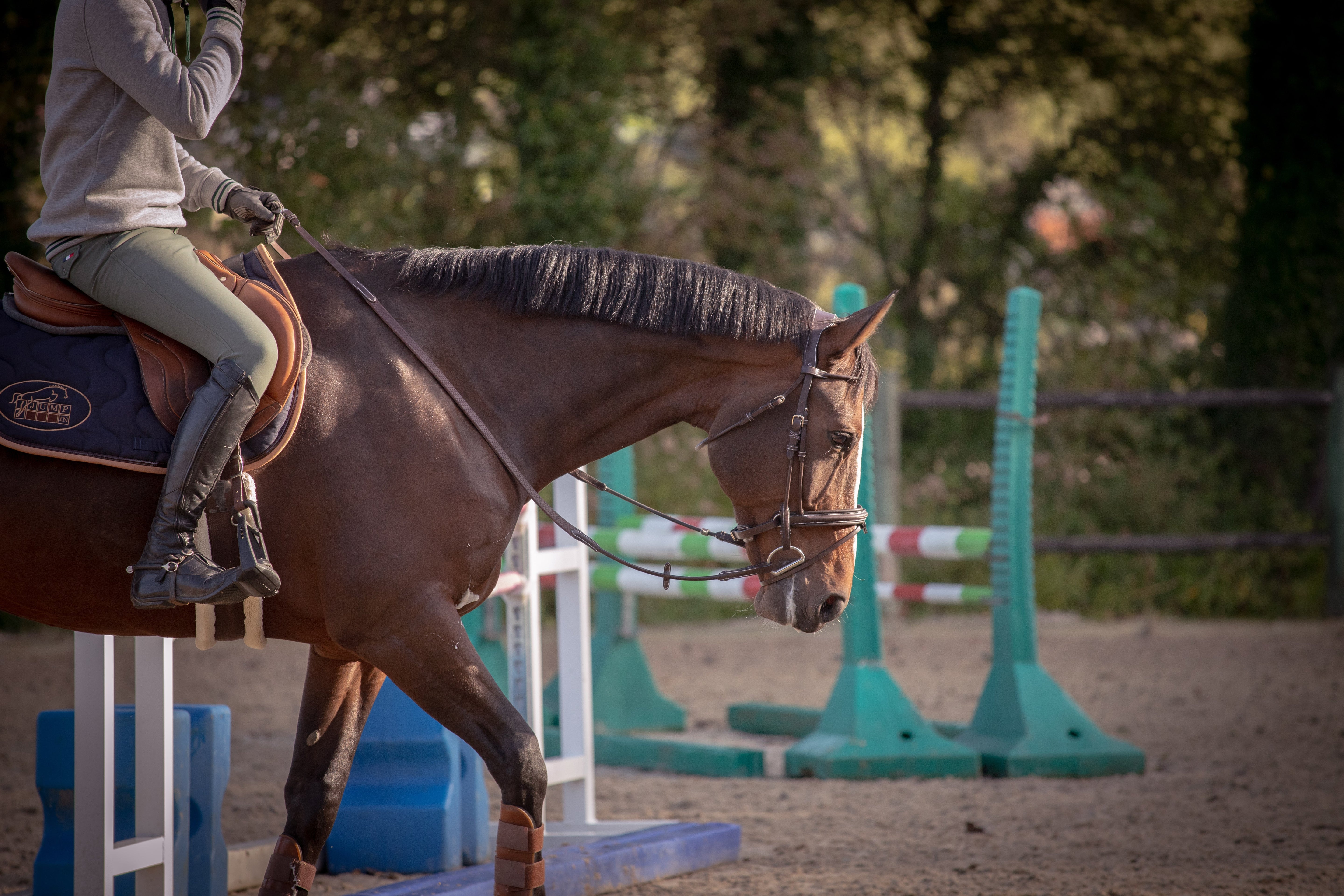Budget horse supplements Australia — affordable equine nutrition and coat health supplements