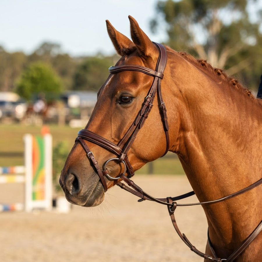 Jumping bridle on a chestnut horse in an Australian show jumping setting