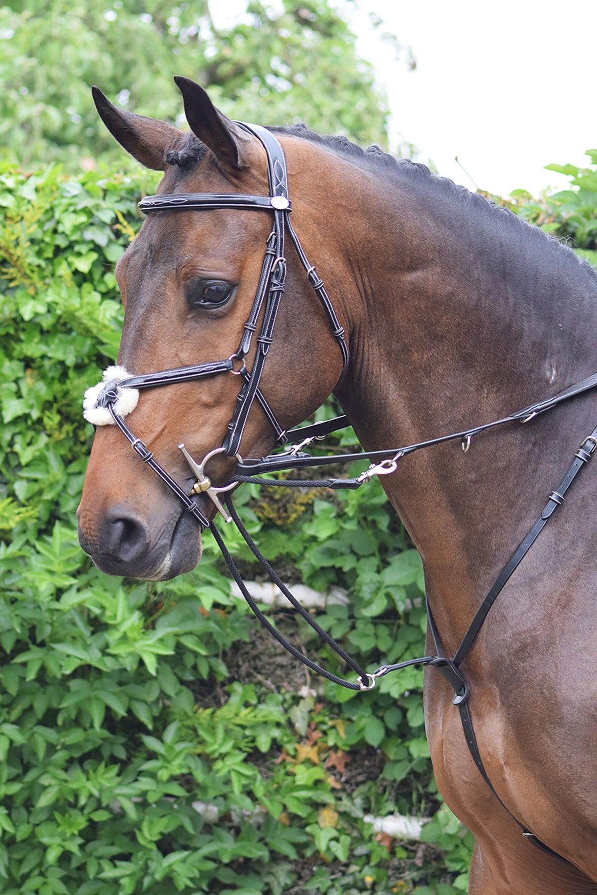 Horse Training Aids: The Best Options in Australia (2026)