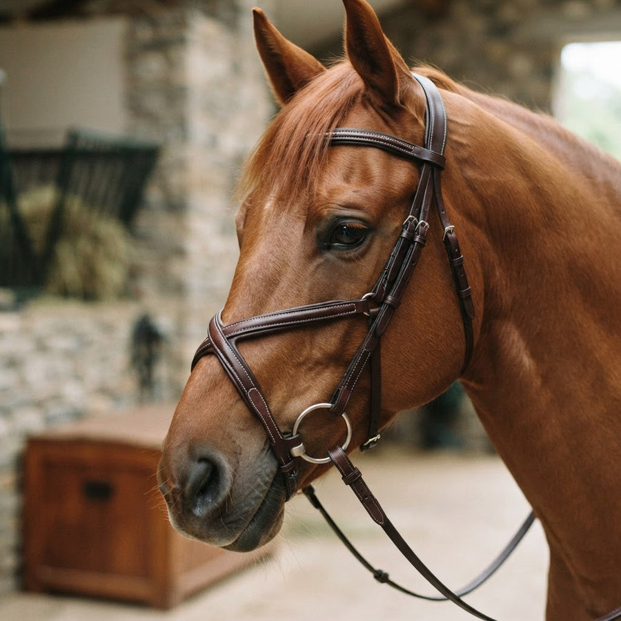Horse wearing a figure-8 grackle noseband bridle