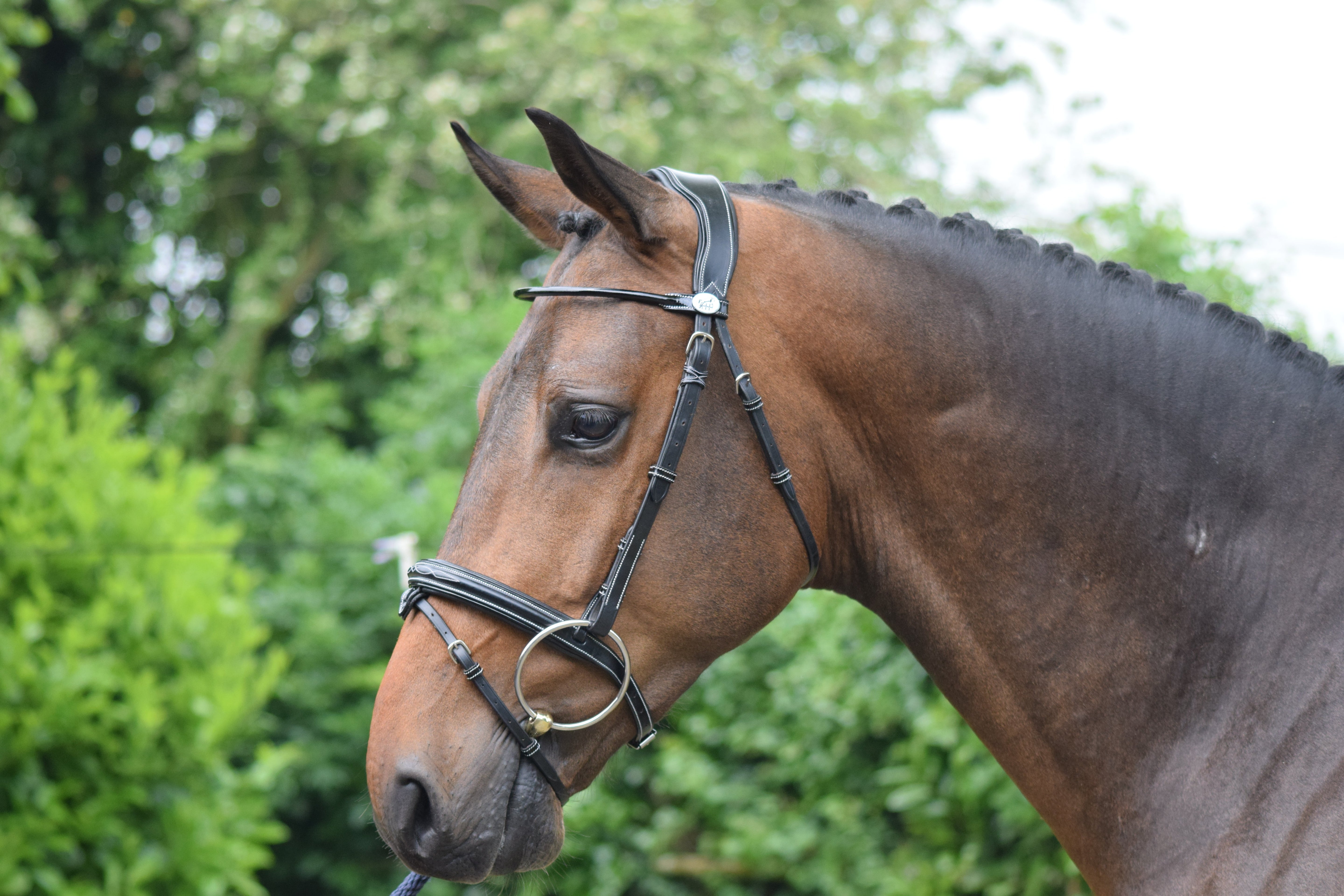 How to Clean and Care for Leather Horse Tack — The Complete Guide (2026)