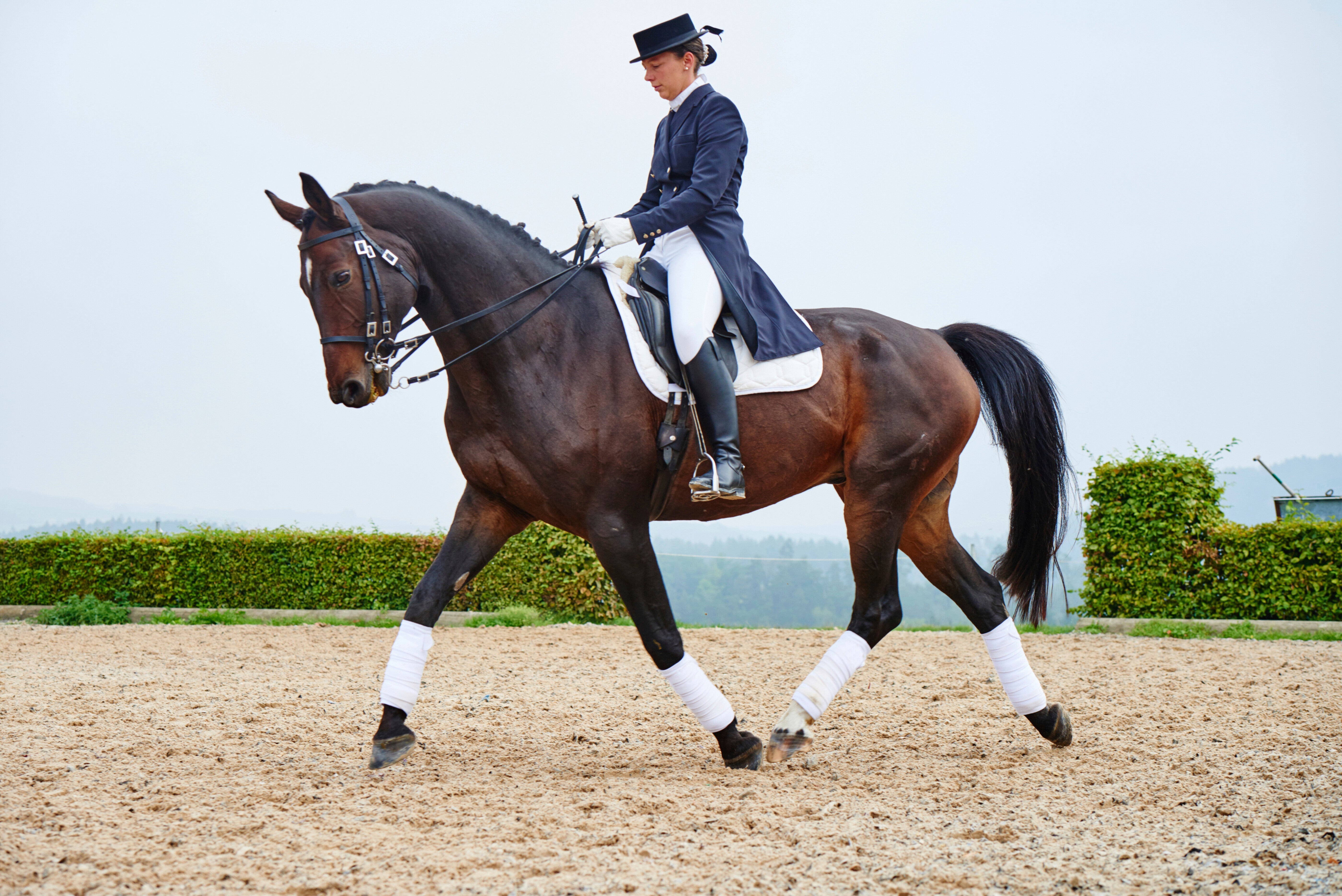 Dressage for beginners Australia — rider and horse performing dressage training movements
