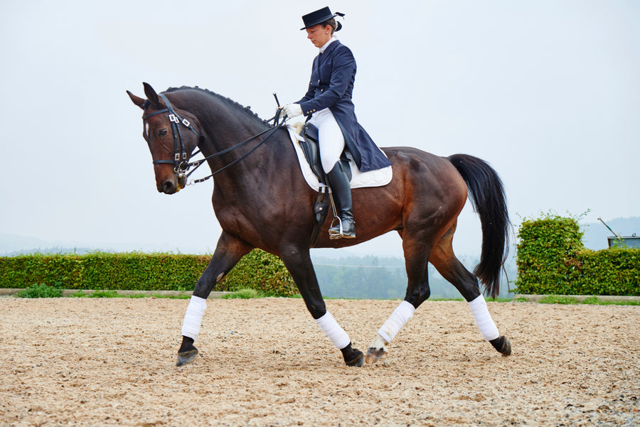 Dressage for beginners Australia — rider and horse performing dressage training movements
