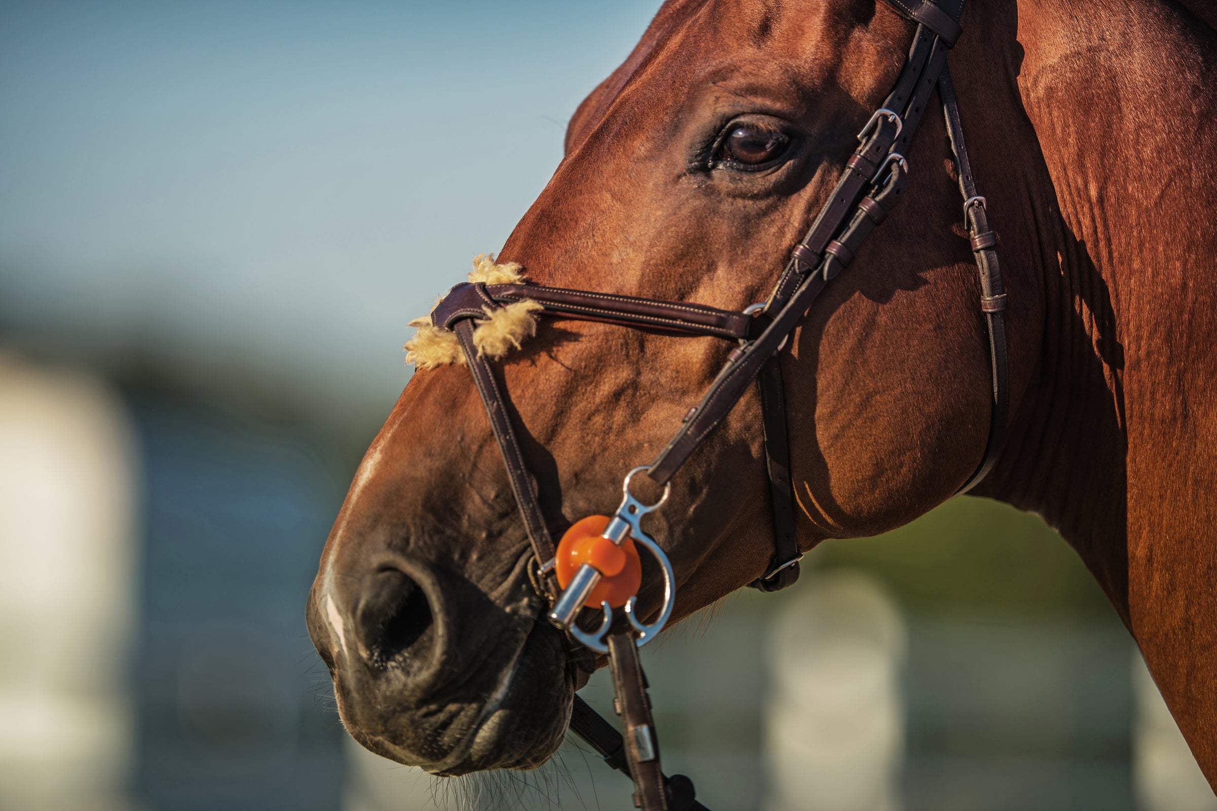 Bridles