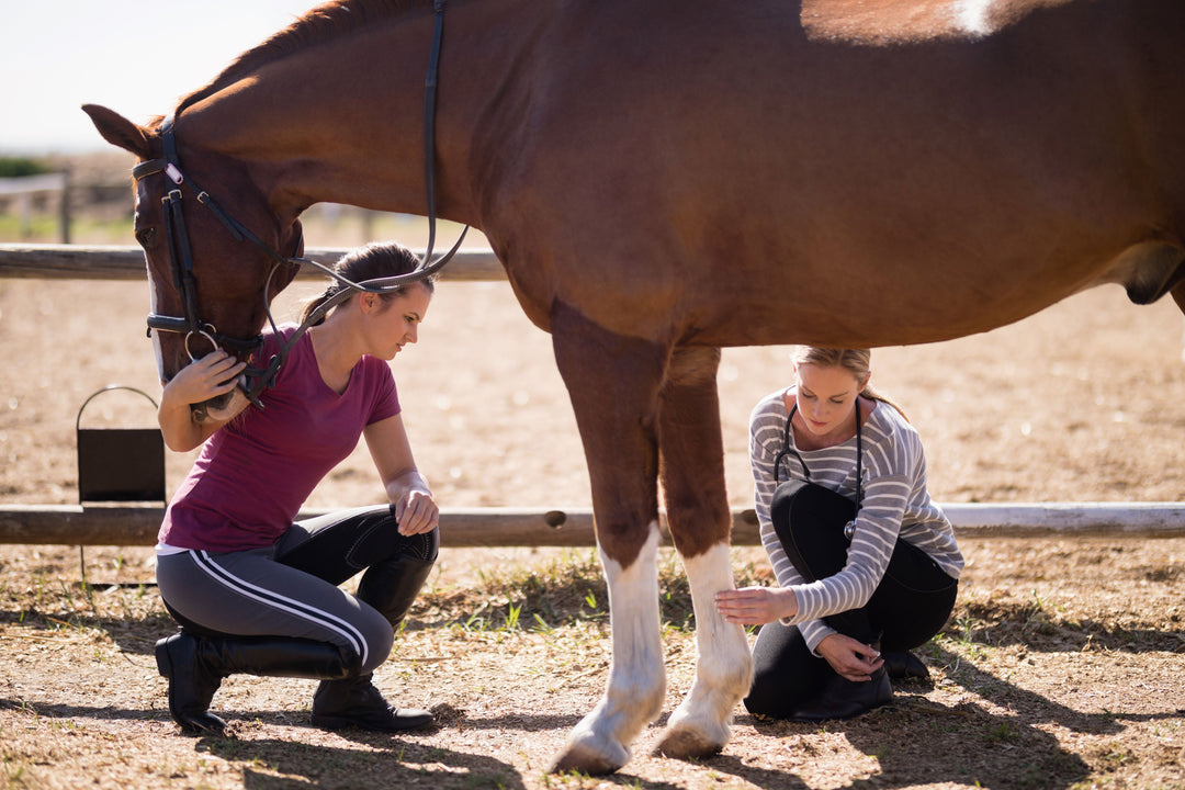 Horse Health and First Aid