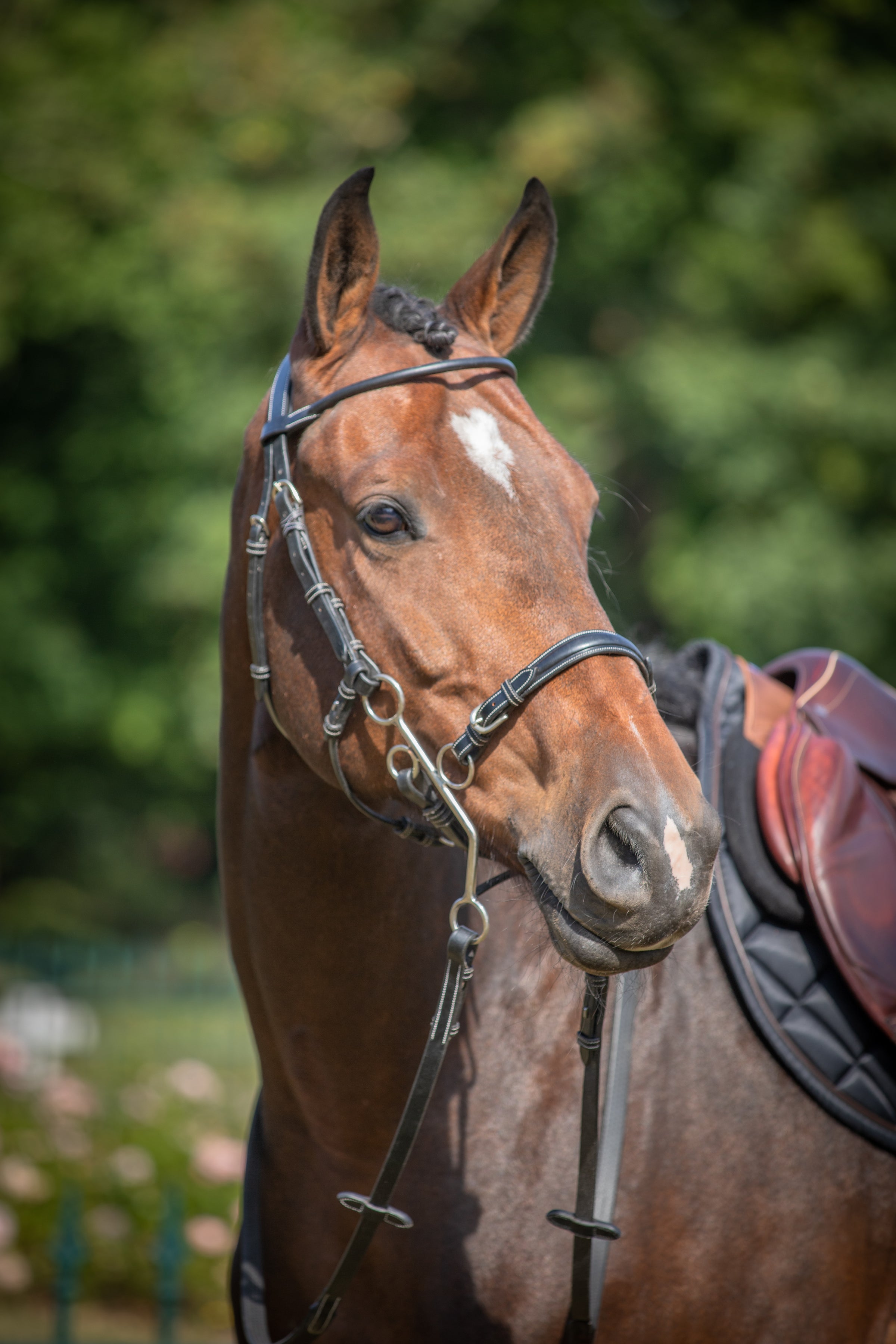 Jumping Bridles