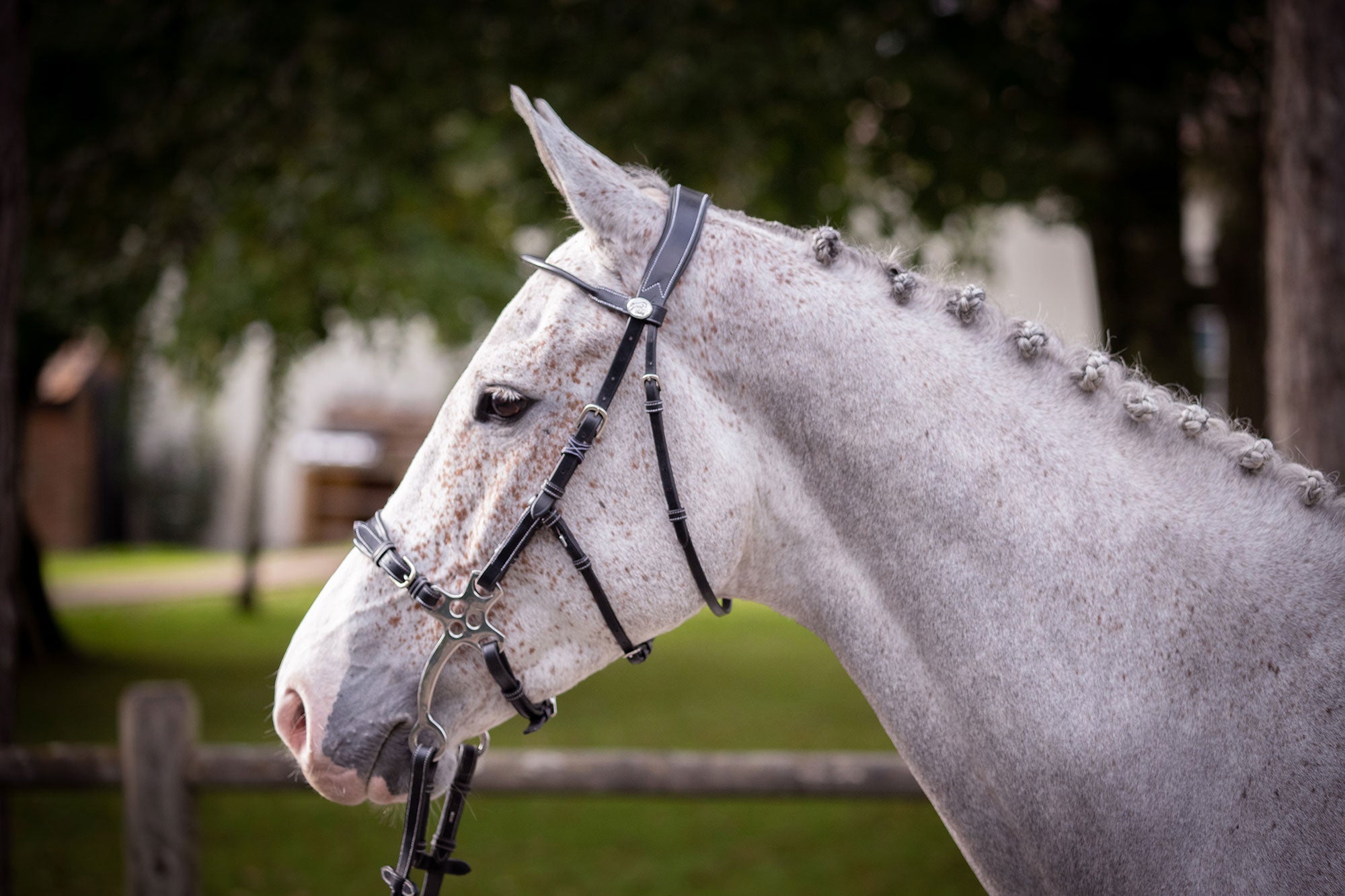 Monday Bridle - Week Collection