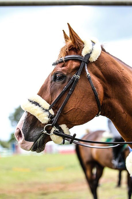 New Sheepskin Bridle - Bridles by Lady Godiva Equestrian - view 2