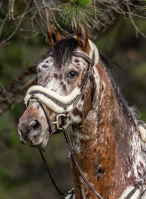 Original style sheepskin Bridle