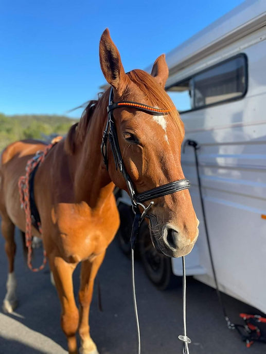 Bright Orange Browband