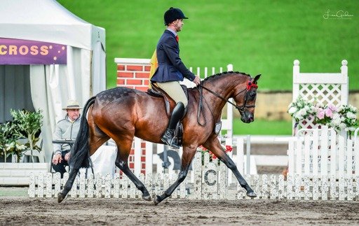 Limited Dark Beige Breeches