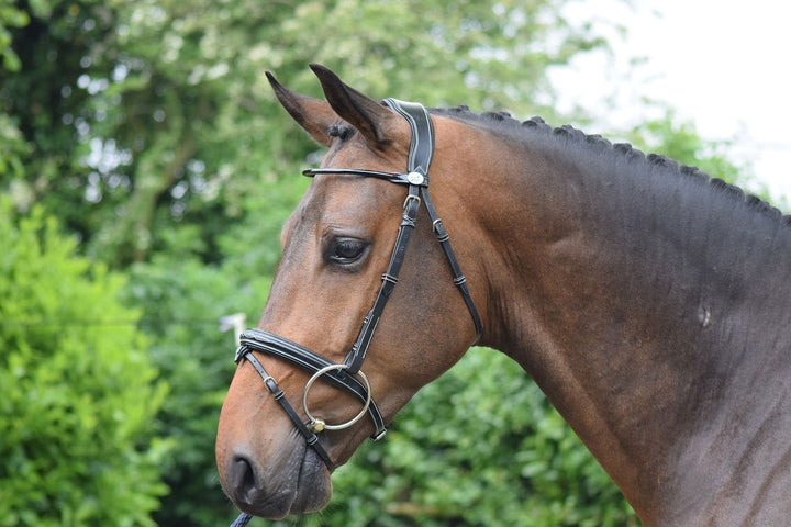 Wednesday Bridle flash noseband - Week Collection