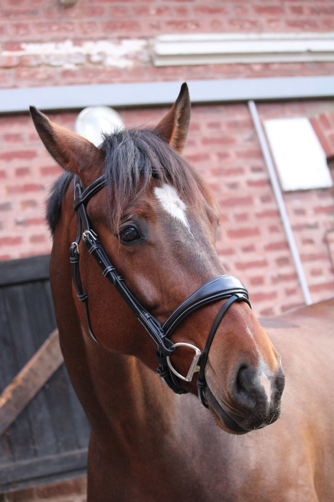 London Noseband - One Collection