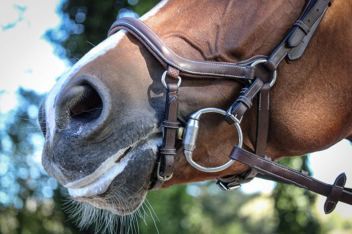 New York Noseband - One Collection