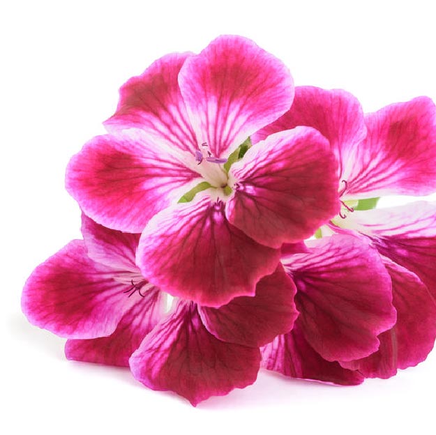 FRESH & FRAGRANT Hand Wash