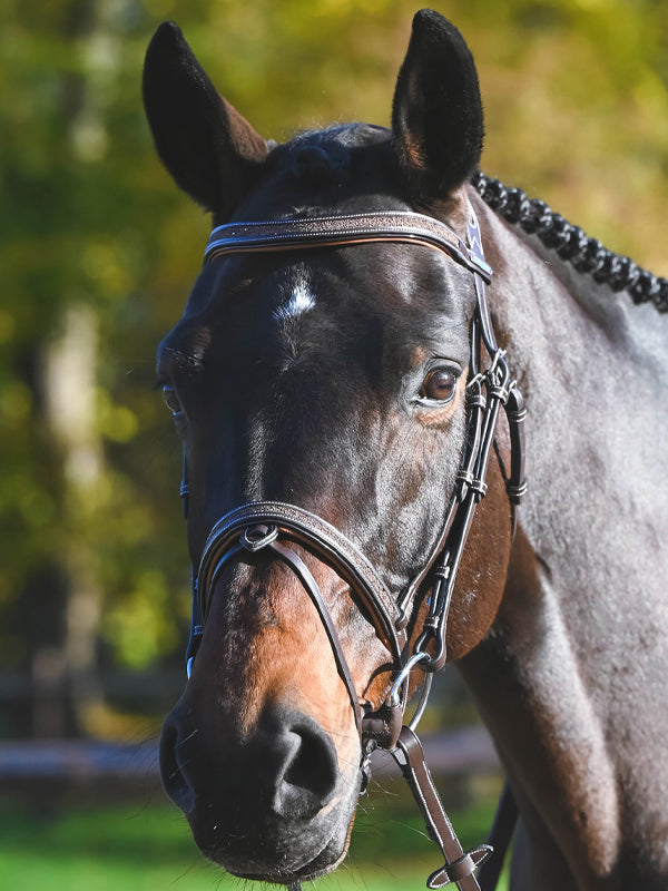 Carat Bridle - One Collection Premium