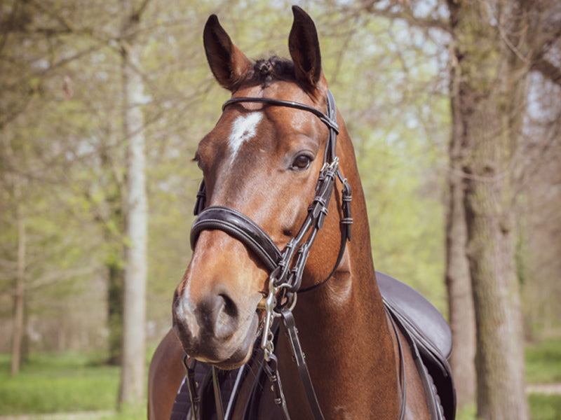 Courchevel Double Bridle - One Collection