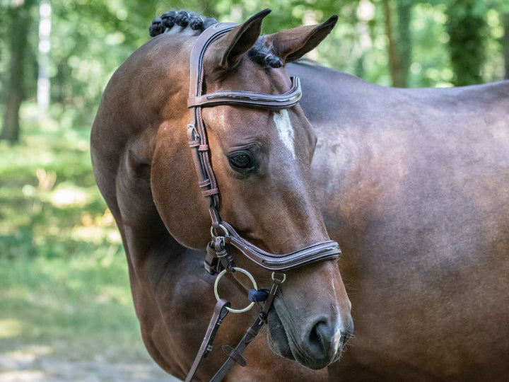 Manhattan Bridle - One Collection